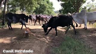 FILA BRASILEIRO NA LIDA COM O GADO [upl. by Nahej]