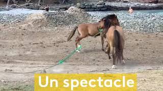 Matavaa Ua Pou 2019  les chevaux sauvages des marquises [upl. by Michell]