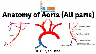 Anatomy of the Aorta  Ascending aorta arch of aorta thoracic aorta and abdominal aorta [upl. by Cristie]