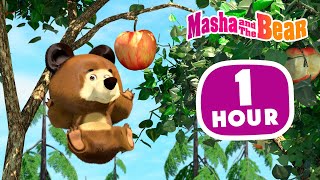 Masha and the Bear 2024 📚🐯 Animal stories 🐾🐻 1 hour ⏰ Сartoon collection 🎬 [upl. by Magena]