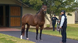 2018 Vinery Stallion Parade [upl. by Solorac]