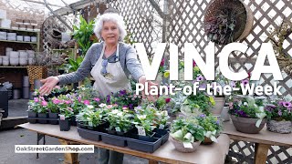 When You Should Plant Vincas Periwinkles [upl. by Travers]