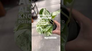 Pothos are the Easiest Houseplants to Grow plants pothos [upl. by Tedder]