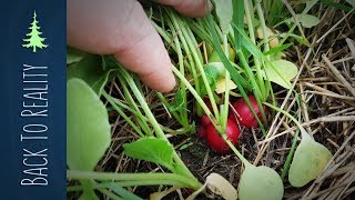 Garden Update Companion Planting Carrots Radishes and Onions in Hay Ruth Stout Method [upl. by Ttegirb491]