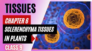 Sclerenchyma tissue  Plant tissue  Science  chapter 6  Class 9  Hindi  Mamta Academy [upl. by Nanda302]