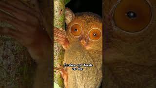 Classifying the Curious Tarsier [upl. by Keheley]