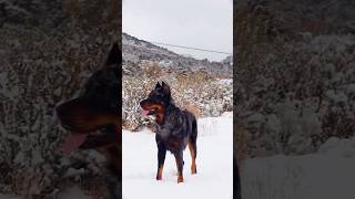 Perro Beauceron beaucerondogs beauceronlovers perropolicia [upl. by Eronaele]