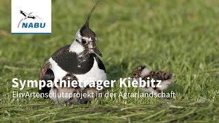 Der Kiebitz  ein Projekt zum Schutz der seltenen Feldvögel [upl. by Hanahsuar]