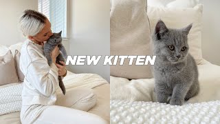 BRINGING HOME OUR NEW BRITISH SHORTHAIR KITTEN  Stella Vataman [upl. by Annohsal]