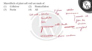 Microfibrils of plant cell wall are made of [upl. by Arat]