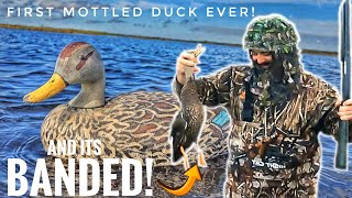 His First Mottled Duck Ever was Banded Florida Duck Hunting [upl. by Parthenia]