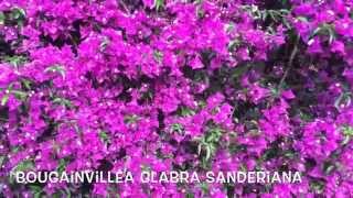 Bougainvillea glabra sanderiana Garden Center online Costa Brava  Girona [upl. by Hawger]