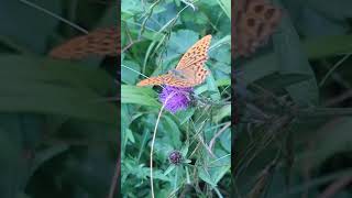 A look back to the summer A Silverwashed Fritillary feeding on Knapweed [upl. by Atteyram]