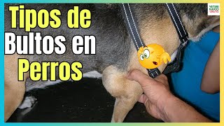 🔴 LOS 5 TIPOS DE BULTOS EN PERROS ¿QUE SIGNIFICAN Y CÓMO ACTUAR 🔴 [upl. by Coryden]