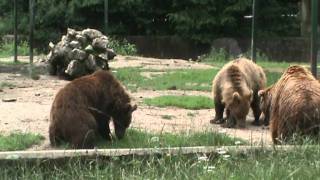 Bear fight at Brasov Zoo [upl. by Yelraf]