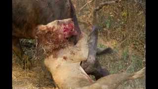 Battle to the death Buffalo and lion endure epic hourlong fight [upl. by Hanway]