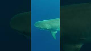 Pregnant Tiger shark chomps pufferfish off Pearl Harbor Hawaii [upl. by Adaline542]