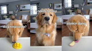 ASMR Dog Reviewing Different Types of Food  Tucker Taste Test 5 [upl. by Htiduj301]