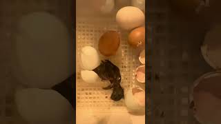 Chicks Being Born family chicken chickenfamily homestead raisingchickens babybirds shorts [upl. by Nebra]