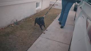 Fearful Aggressive German Pinscher l Dog training in Queens NY amp Cebu PH [upl. by Vandervelde183]