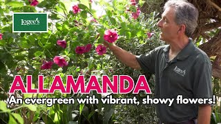 Allamanda plant care tips dwarf allarmanda की देखभाल flowering secret summer flowering plant [upl. by Bethina649]