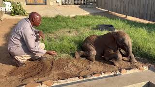 Beautiful Garden Time with Baby Elephant Orphan Phabeni amp His Carer Joshua [upl. by Ahsatel]