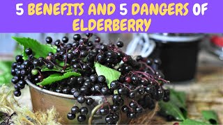 5 Benefits and 5 Dangers Of Elderberry [upl. by Kajdan]