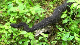 Black Timber Rattlesnake in Shenandoah National Park [upl. by Demaggio]