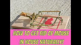 How to get Rid of Mouse in house naturally 😃 Quick Mouse Trap Hack Summary 😃 shorts [upl. by Neau182]