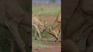 deer fight horn vs without horn animals [upl. by Dannica]