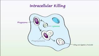 Phagocytosis [upl. by Liris]