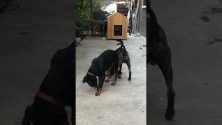 Pitbull Vs Rottweiler real fight [upl. by Annaxor]