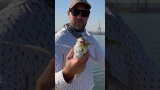 Grunter catch and Release Dbn Harbour fishing shorts fishing [upl. by Ocsirf]