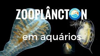 Zooplâncton em Aquário de Oscar [upl. by Artied]