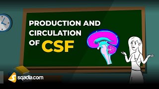 Production and Circulation of CSF  Physiology Animation Video  VLearning  sqadiacom [upl. by Sarene723]