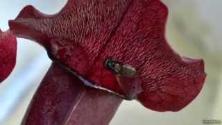 Sarracenia bogplant catches a Fly [upl. by Haliek]