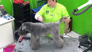 Schervorführung Kerry Blue Terrier  Schneidetechnik [upl. by Behka304]