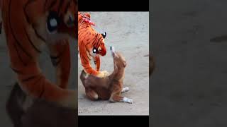 😂😂 🐯 Fake Tiger Scare Dog Prank Very Funny Haha faketiger dogreaction [upl. by Enutrof]