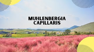 Muhlenbergia Capillaris [upl. by Yecniuq647]