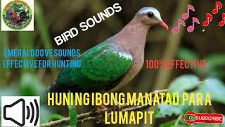 Emerald dovehuni ng manatad pwede panghunt 100 effective [upl. by Charbonnier]