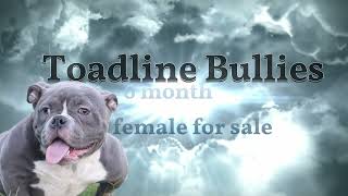 Super micro exotic Toadline female for sale 6 months old  very extreme and micro pocket bully [upl. by Ynnaej501]