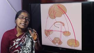 Lecture On Basal Nuclei [upl. by Clapper]