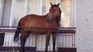 Funniest Horses BEST Compilation of 2024 [upl. by Ydissac598]