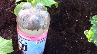 Water bottle drip irrigation [upl. by Yaner]