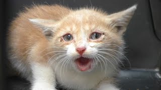 Tiny Kittens Meowing Compilation  Sounds to Attract Cats [upl. by Erotavlas901]