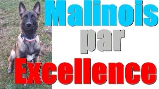 Malinois par excellence  Gun exécute des ordres uniques [upl. by Ahcurb]