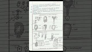 Biology Notes  Class 12 Reproduction in lower amp higher plants part  3 [upl. by Ecinert]