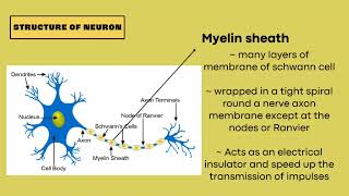 MATRICULATION BIOLOGY SB015 TOPIC 2  NERVE TISSUE [upl. by Fishbein]