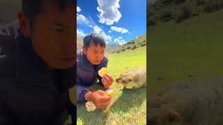 Cute Wild animal bobak marmot or prairie dog eating cookies yummy 40 [upl. by Elle]