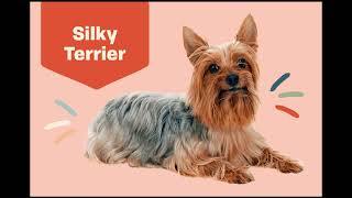 38 Australian Silky Terrier Dog Breed  Facts amp Info 🐾 [upl. by Story]